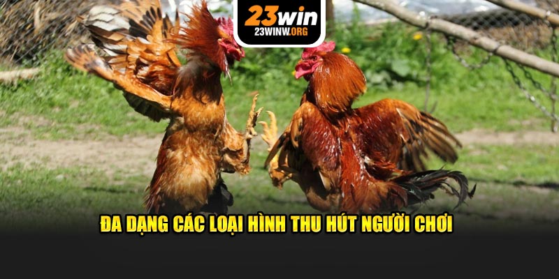 Đa dạng các loại hình thu hút người chơi 23win