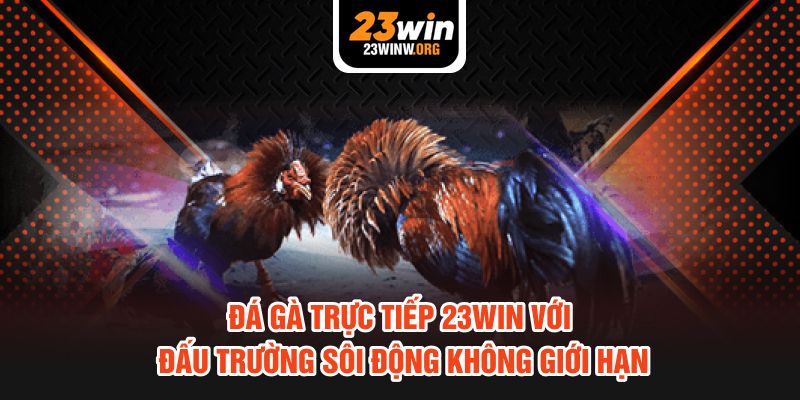 Đá Gà Trực Tiếp 23WIN Với Đấu Trường Sôi Động Không Giới Hạn