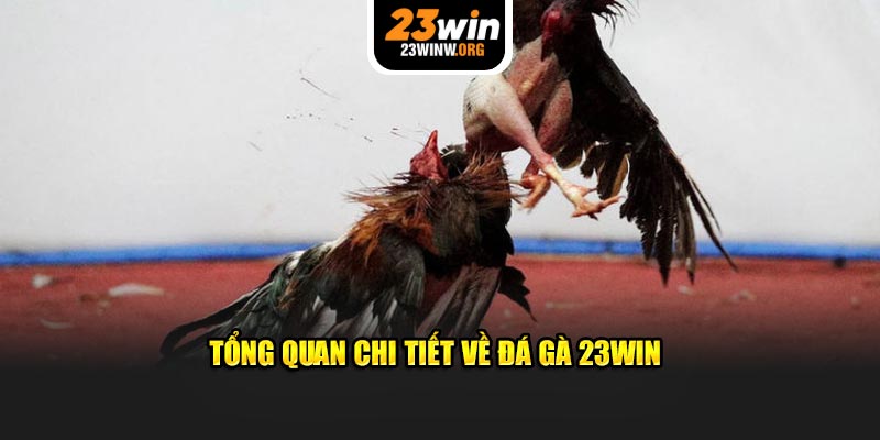 Tổng quan chi tiết về đá gà 23WIN